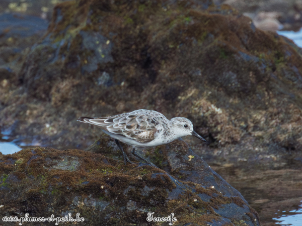 Bécasseau sanderling
